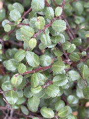 Rhamnus crocea