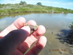 Cerithideopsis scalariformis