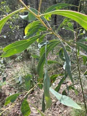 Acacia falcata