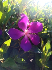 Pleroma semidecandrum