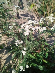 Achillea millefolium