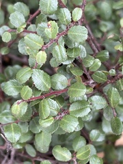Rhamnus crocea