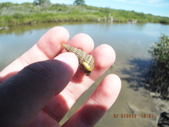 Cerithideopsis scalariformis
