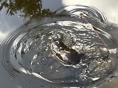 Ornithorhynchus anatinus