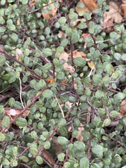 Rhamnus crocea