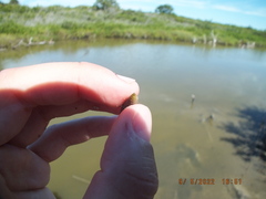 Cerithideopsis scalariformis