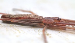 Tetragnathidae