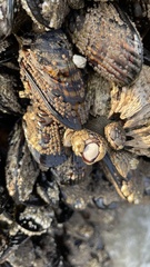Pollicipes polymerus