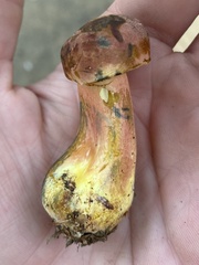 Lanmaoa pallidorosea