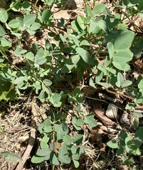 Lespedeza procumbens