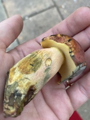 Lanmaoa pallidorosea