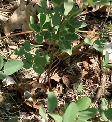 Lespedeza procumbens