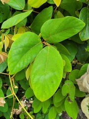 Mucuna macrocarpa