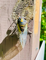 Neotibicen lyricen