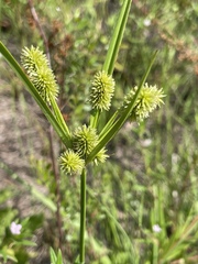 Cyperus