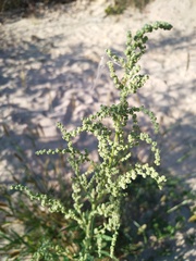 Chenopodium album