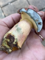 Lanmaoa pallidorosea