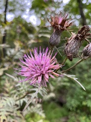 Cirsium muticum