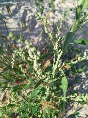 Chenopodium album