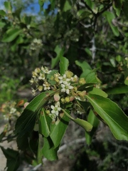Wimmeria microphylla