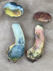 Lanmaoa pallidorosea