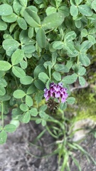 Trifolium wormskioldii