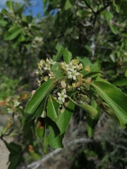 Wimmeria microphylla
