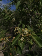 Wimmeria microphylla