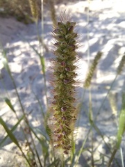 Setaria pumila