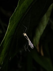 Bittacidae