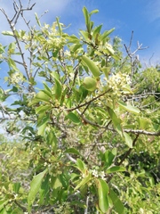 Wimmeria microphylla