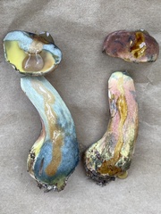 Lanmaoa pallidorosea