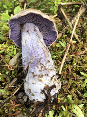 Cortinarius