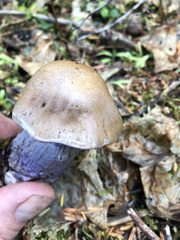 Cortinarius