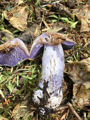 Cortinarius