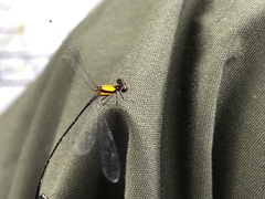 Prodasineura croconota