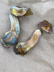 Lanmaoa pallidorosea