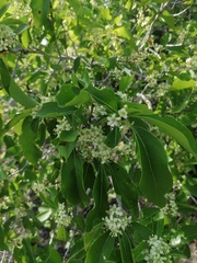 Wimmeria microphylla