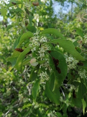 Wimmeria microphylla