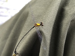 Prodasineura croconota