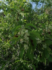 Wimmeria microphylla