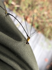 Prodasineura croconota