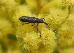 Rhinotia