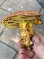 Lanmaoa carminipes