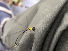 Prodasineura croconota