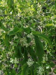 Wimmeria microphylla