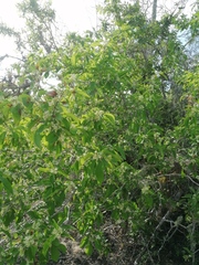 Wimmeria microphylla