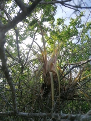 Tillandsia huamelulaensis