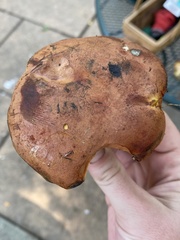Lanmaoa carminipes
