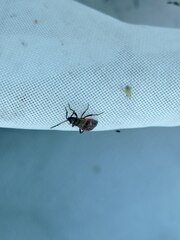 Heteroptera